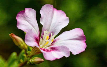 Close up of a pink and white flower in a garden setting.の素材