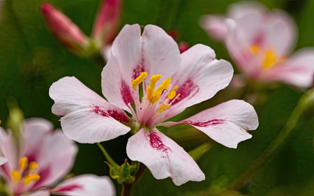 Close up of a pink and white flower with green leaves in the backgroundの素材