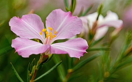 Close up of a beautiful pink flower with green leaves in the backgroundの素材