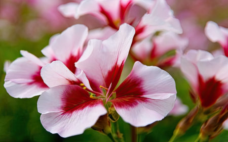 Close up of pink geranium flowers in the garden, stock photoの素材