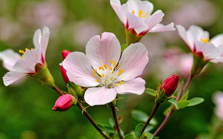 Cherry blossom in spring, close-up of pink flowersの素材