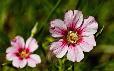 A close up of a pink and white flower with green background.の素材