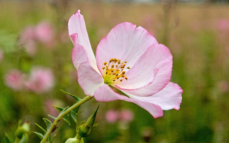 Pink rose flower in the field. (Scientific name: Oenothera oenothera)の素材
