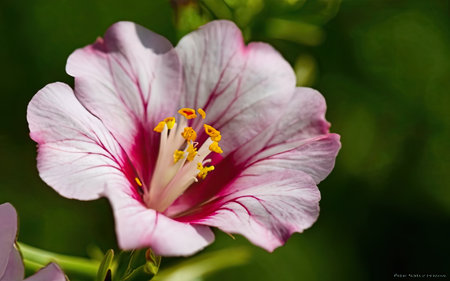 Pink hibiscus flower on a green background close-upの素材