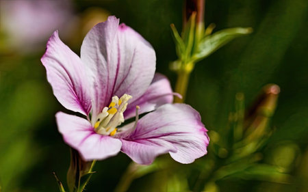Closeup of a purple flower in the garden, shallow depth of fieldの素材