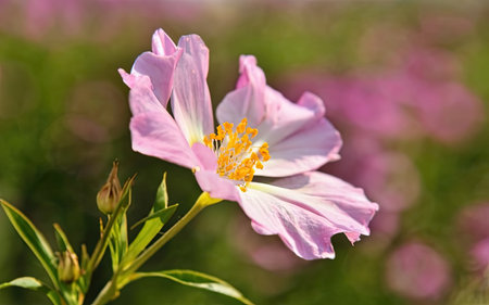Pink hibiscus flower blooming in the garden, selective focusの素材