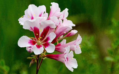 Beautiful pink and white flowers on a background of green leaves.の素材