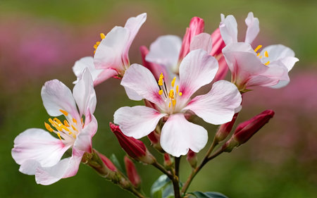 Close up of pink and white flowers in a garden in spring.の素材