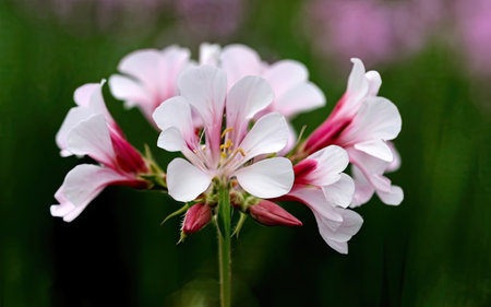 Pink and white geranium flowers on a green background, close-upの素材