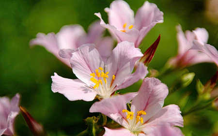Close up of pink flowers in the garden. Selective focus.の素材