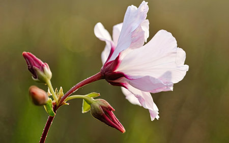 Close-up of a pink and white flower in a meadowの素材