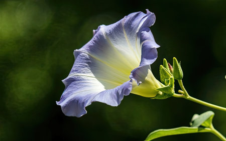 Morning Glory flower in the garden. (Scientific name Ipomoea pes-caprae)の素材