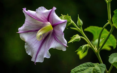 Close up of a purple and white morning glory flower with green leavesの素材