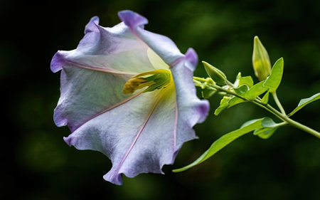 Flower of morning glory, Ipomoea grandifloraの素材