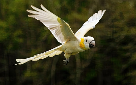 Sulphur-crested Cockatoo (Cacatua galerita)の素材