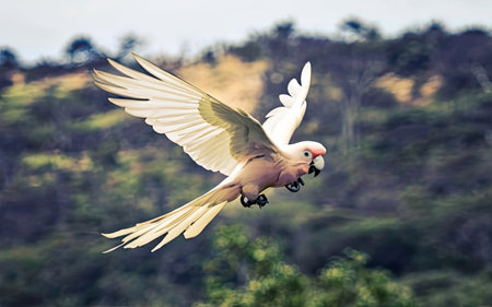 Sulphur-crested Cockatoo in flightの素材