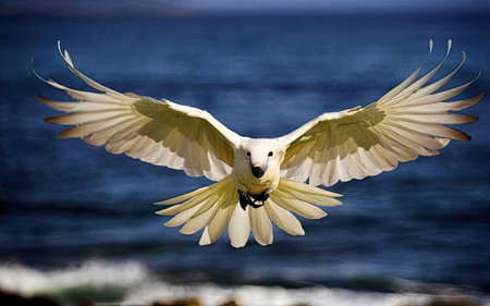 White Cockatoo (Cacatua galerita) in flightの素材