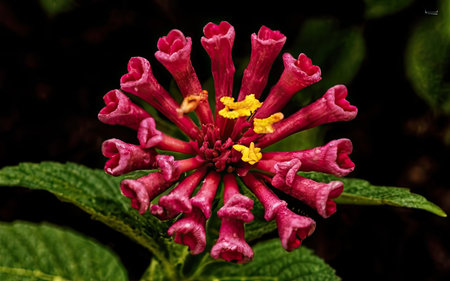 Close up of a pink Lantana camara flower in bloomの素材