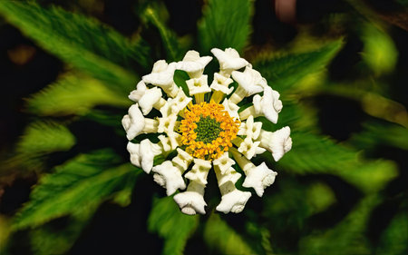 Close up of white flower with green leaves in the background, stock photoの素材