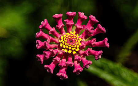 Close up of a pink Ixora flower in the garden.の素材
