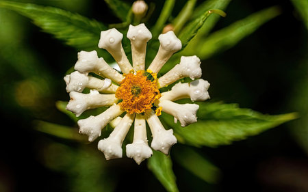 White flower with water drops on a green background, close-upの素材