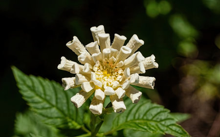 White flower in the garden on a background of green leaves close-upの素材