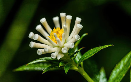 Close up of white flower with green leaf background in the garden.の素材