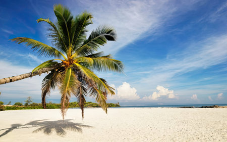 Coconut palm tree on the white sand beach with blue skyの素材