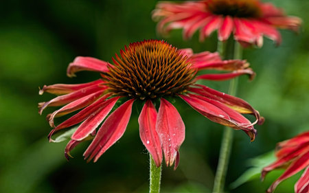 Echinacea purpurea, coneflower or coneflower in bloomの素材