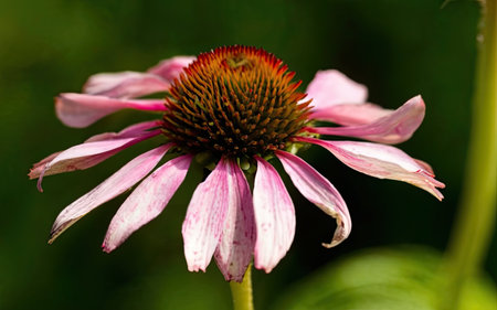 Echinacea purpurea, commonly known as coneflower, coneflower or simply coneflower.の素材