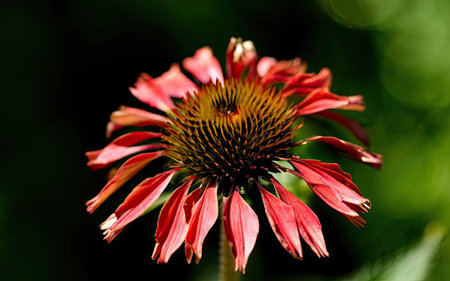 Red coneflower (Echinacea purpurea) in the gardenの素材