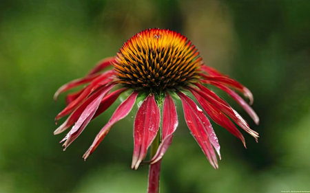 Echinacea purpurea, coneflower, close-upの素材