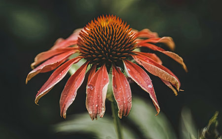 Echinacea purpurea, commonly known as coneflowerの素材