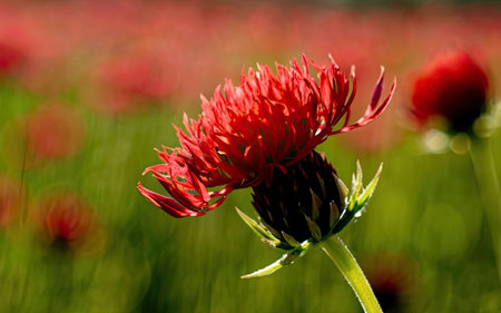 Red chrysanthemum flower on a background of green grassの素材