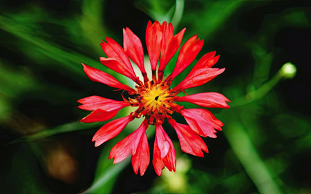 Red zinnia flower on a green background, closeup of photoの素材