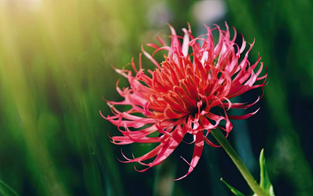 Beautiful red chrysanthemum flower on green background.の素材