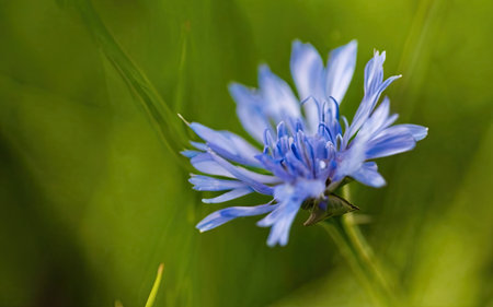 Blue cornflower on a green meadow close-up macro photographyの素材