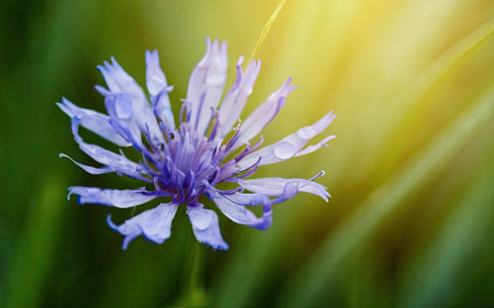 Beautiful cornflowers in the meadow. Selective focusの素材