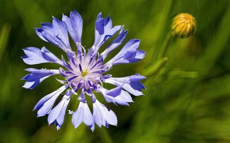Blue cornflower (Centaurea cyanus) on a green backgroundの素材