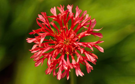 Red Zinnia flower on green background, close-up.の素材