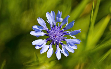 Cornflower, Centaurea cyanus, close-upの素材
