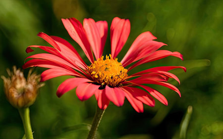 Beautiful red zinnia flower in the garden on green backgroundの素材