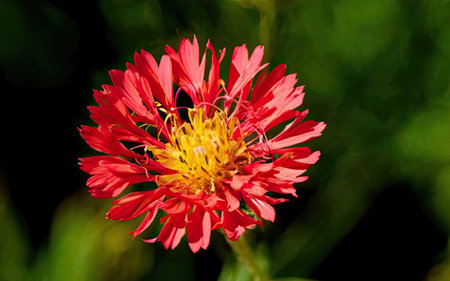 Close up of red zinnia flower in the garden with green backgroundの素材