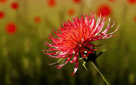 Red chrysanthemum on a background of poppiesの素材