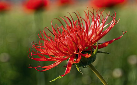Red chrysanthemum on a green background close-upの素材