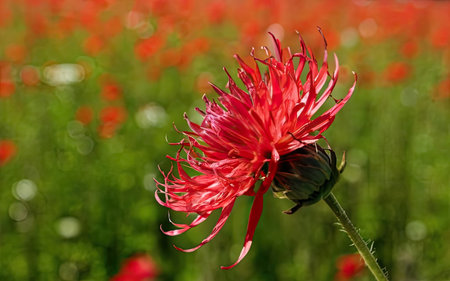 Red chrysanthemum flower on a background of green fieldの素材