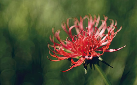 Red chrysanthemum flower on a green background, close-upの素材