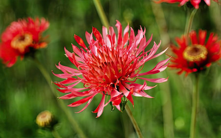 Red chrysanthemum flower in the garden close-upの素材