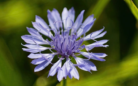 Beautiful blue cornflower on a green background. Close-upの素材
