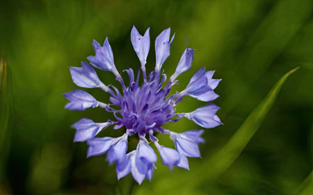 Cornflower (Centaurea cyanus) in the gardenの素材